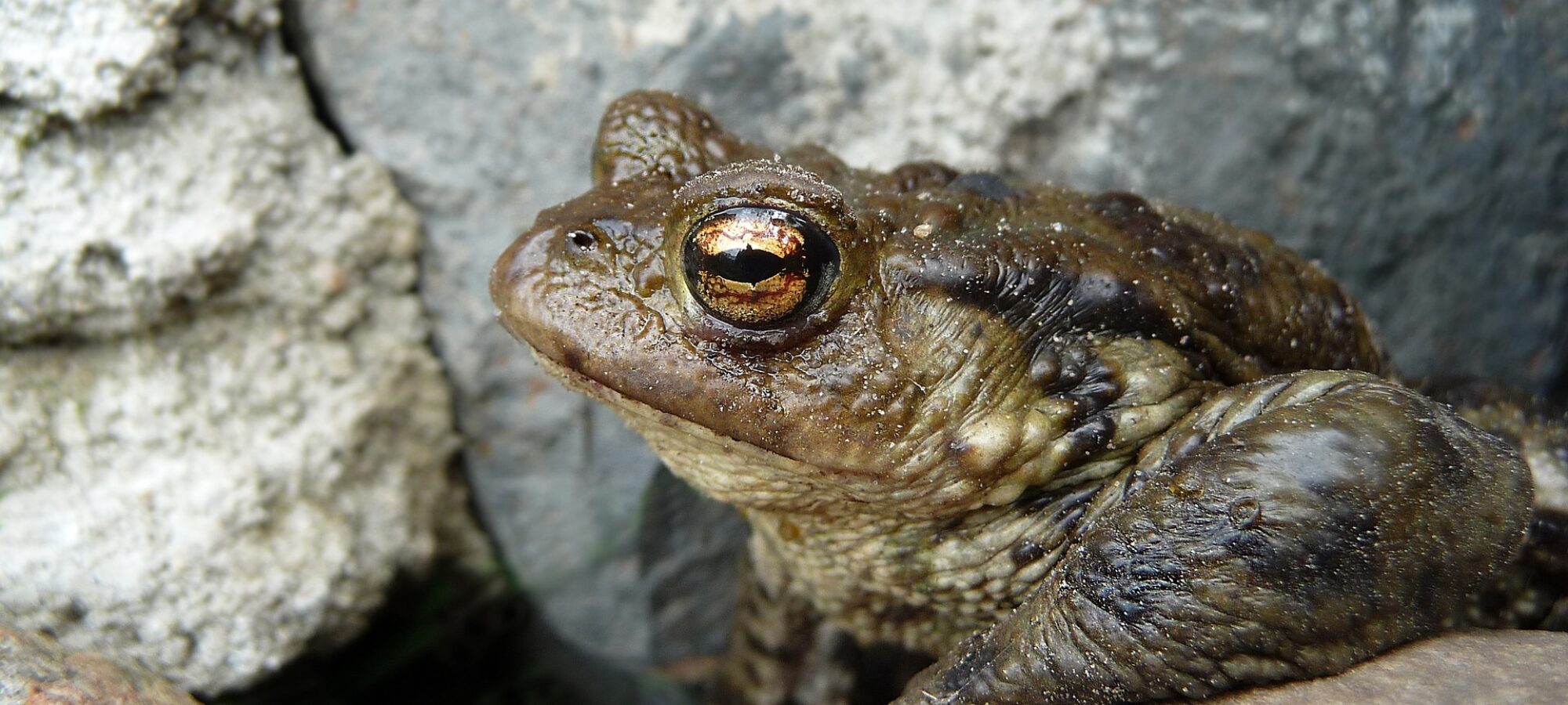 LAC Belluno intensa attività di salvataggio rospi LAC Lega Abolizione Caccia