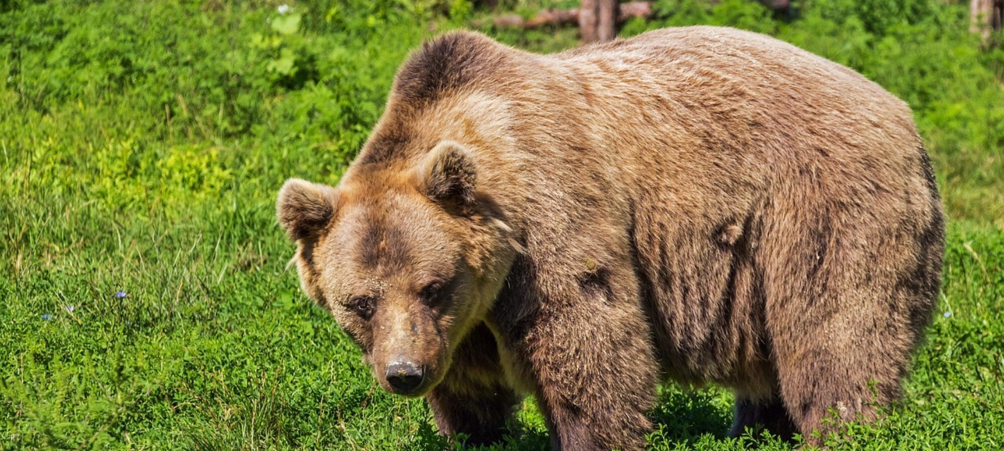 LAC ricorre contro abbattimento orso LAC Lega Abolizione Caccia