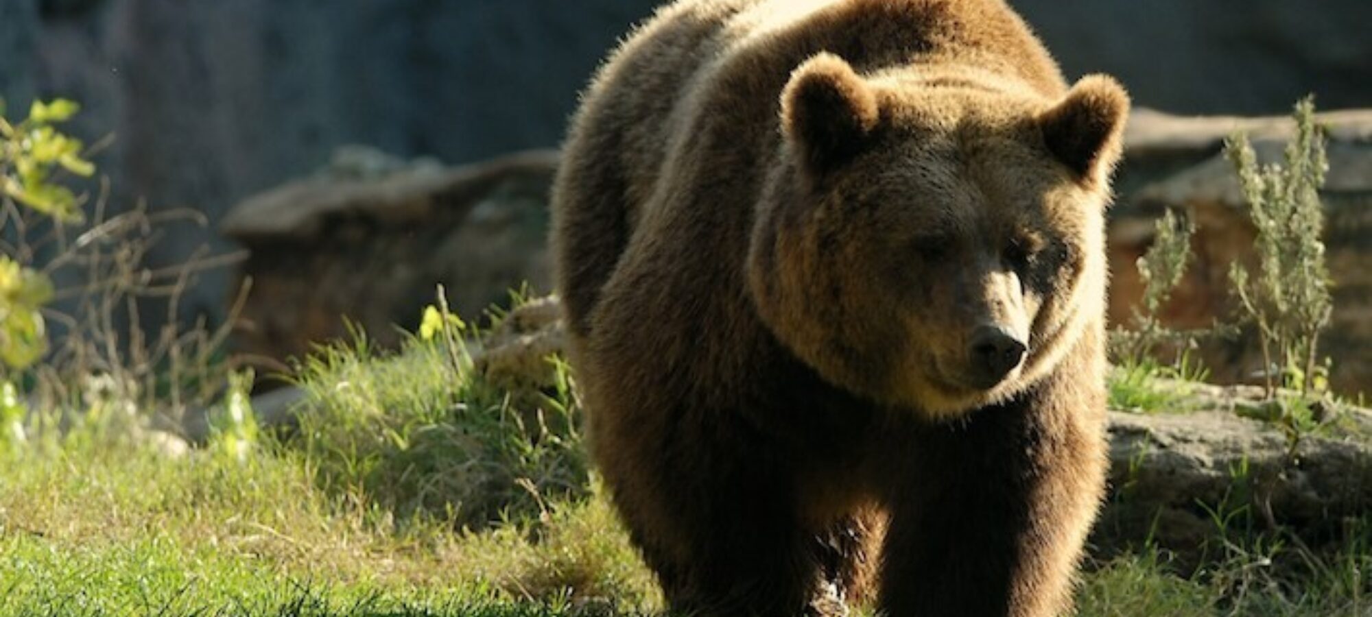 La Montagna è la casa degli animali LAC Lega Abolizione Caccia