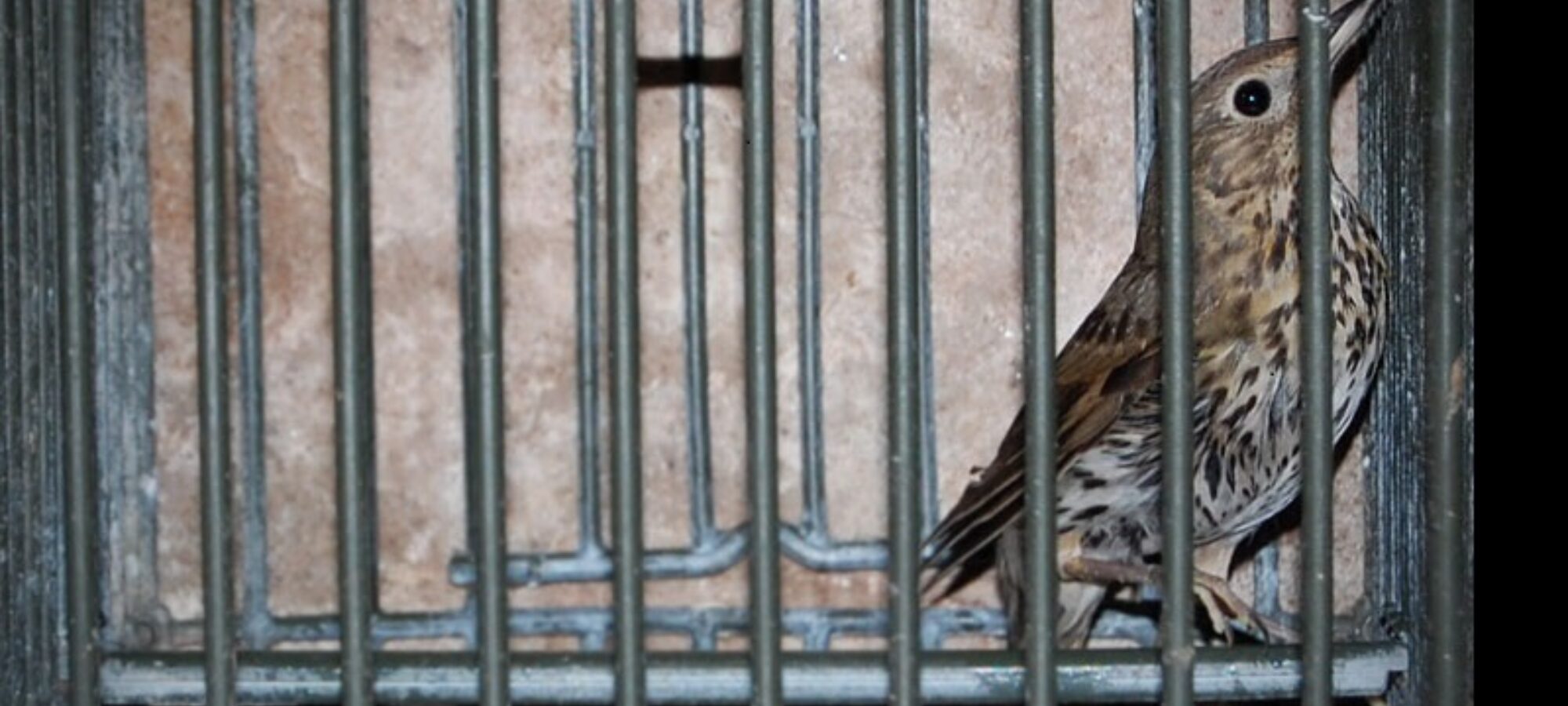 La Regione Lombardia ci riprova autorizzata luccellagione in totale violazione della legge e con i soldi dei contribuenti ENPA LAC LAV LIPU WWF CABS LAC Lega Abolizione Caccia