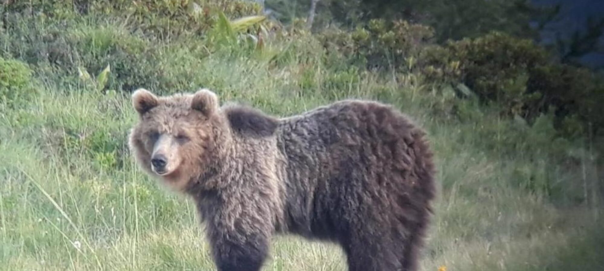 La convivenza possibile con i grandi carnivori e impossibile con i pesticidi LAC Lega Abolizione Caccia