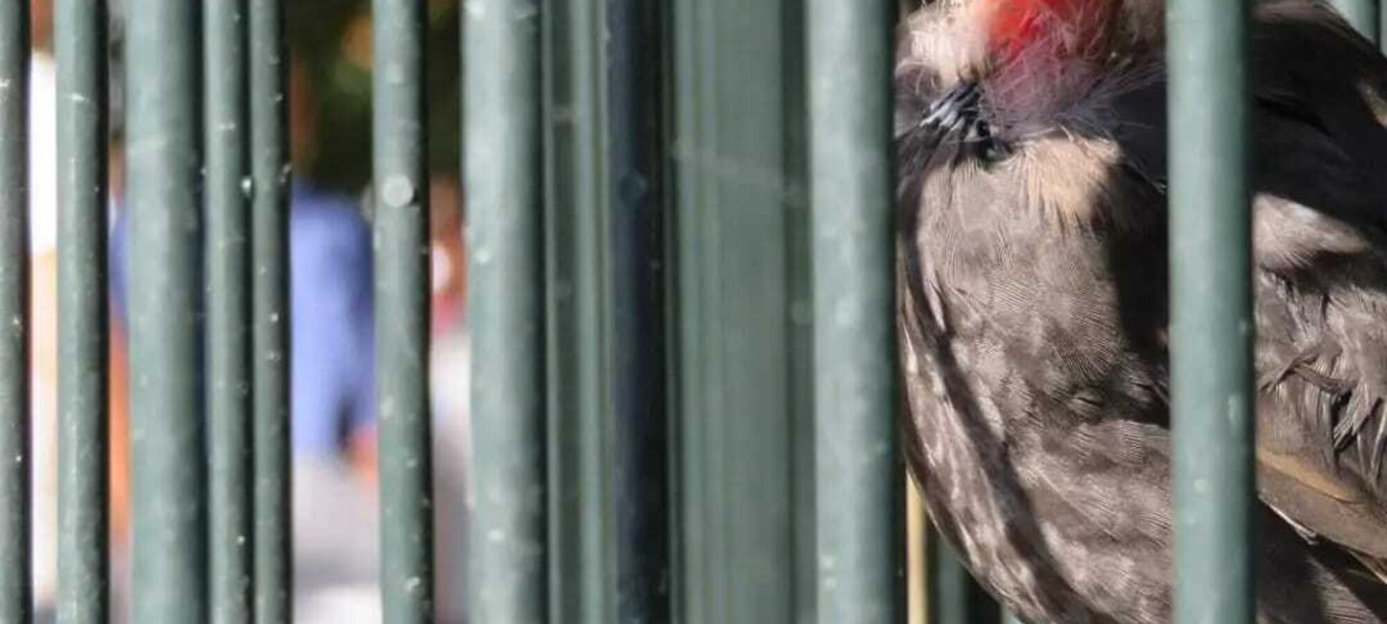 Laberrante pratica dei richiami vivi LAC Lega Abolizione Caccia