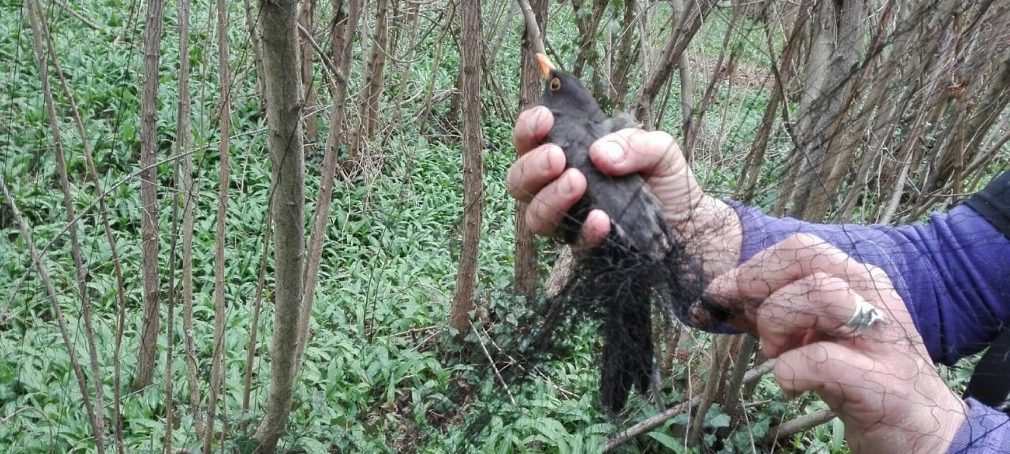 Ladri di avifauna in cerca di impunità sentenza sbarra loro la strada LAC Lega Abolizione Caccia