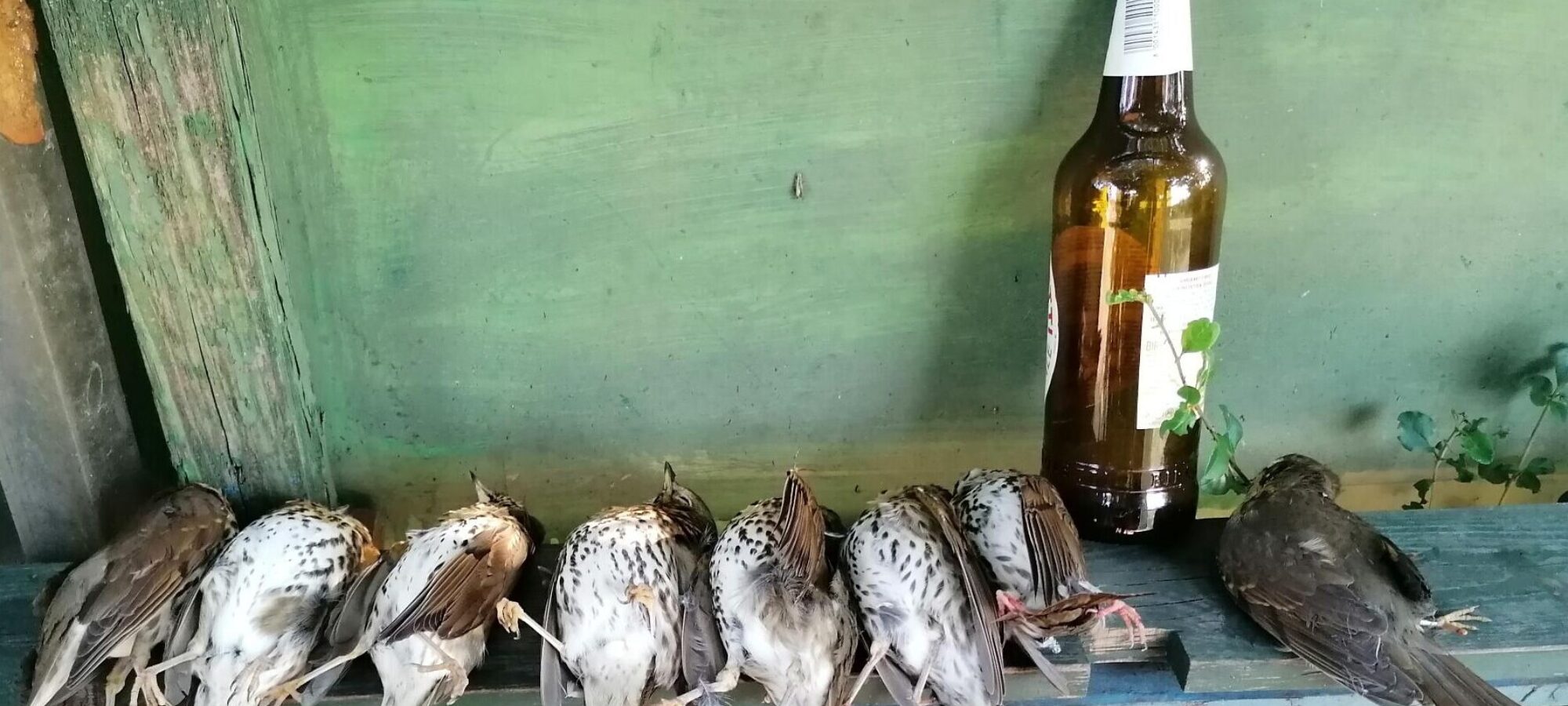 Lombardia sfilza di modifiche legge sulla caccia LAC Lega Abolizione Caccia