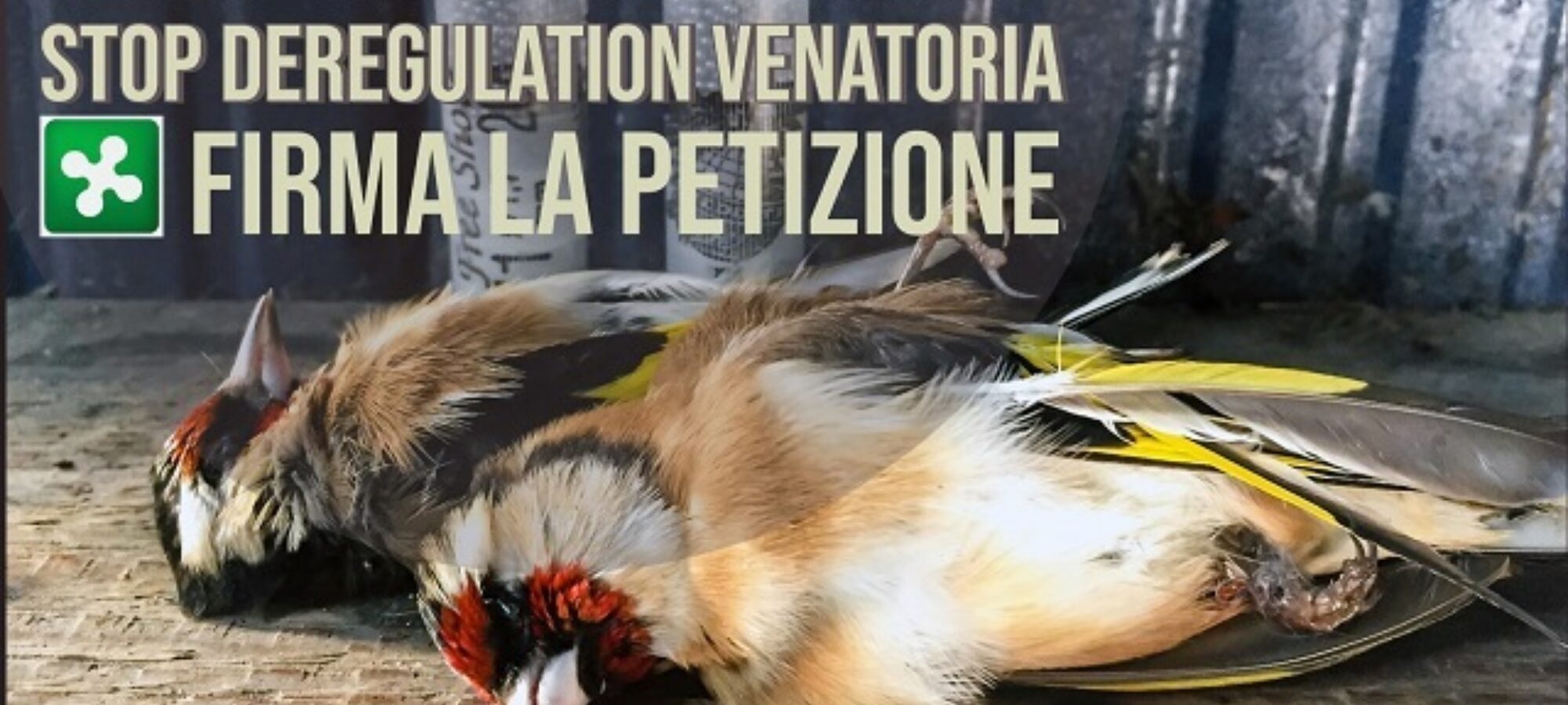 Lombardia un martedì nero per la fauna selvatica Per tutelare i cacciatoribracconieri la Regione sinventa la norma ammazza vigilanza LAC Lega Abolizione Caccia