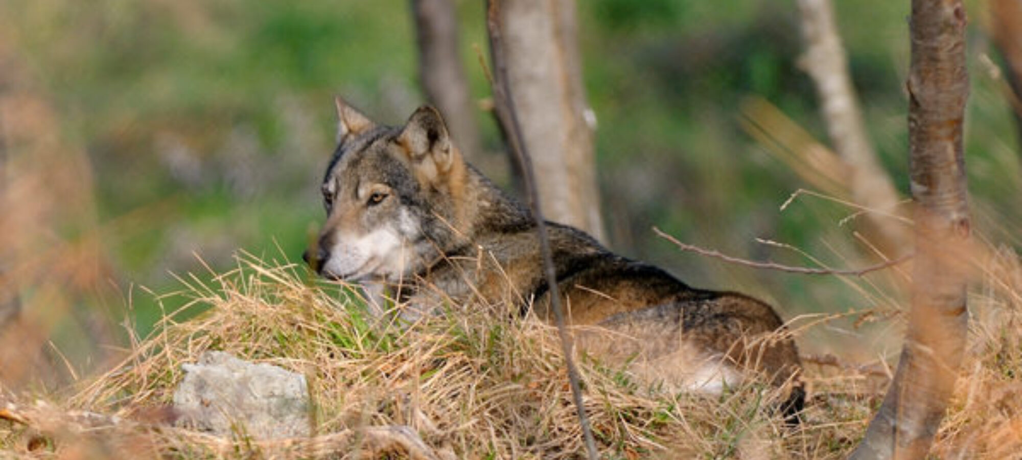 Lupi il ministero dell Ambiente dice no agli abbattimenti LAC Lega Abolizione Caccia