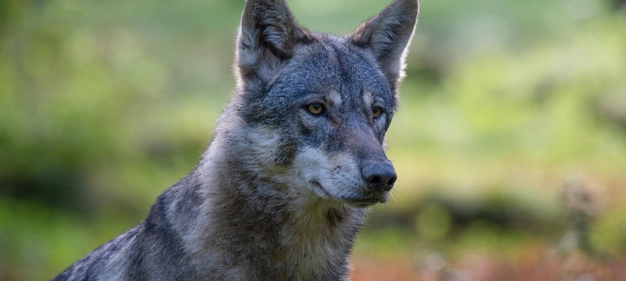 Lupo da particolarmente protetto a solo protetto LAC Lega Abolizione Caccia