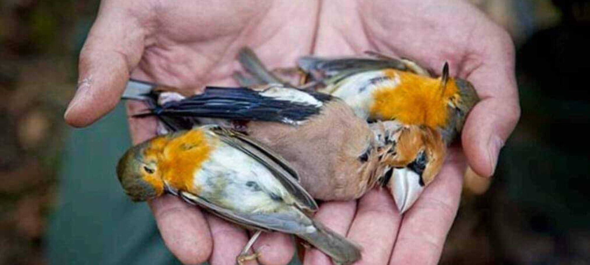 Manifestazione al Tribunale di Brescia nuova protesta dei cacciatori No Lex LAC Lega Abolizione Caccia