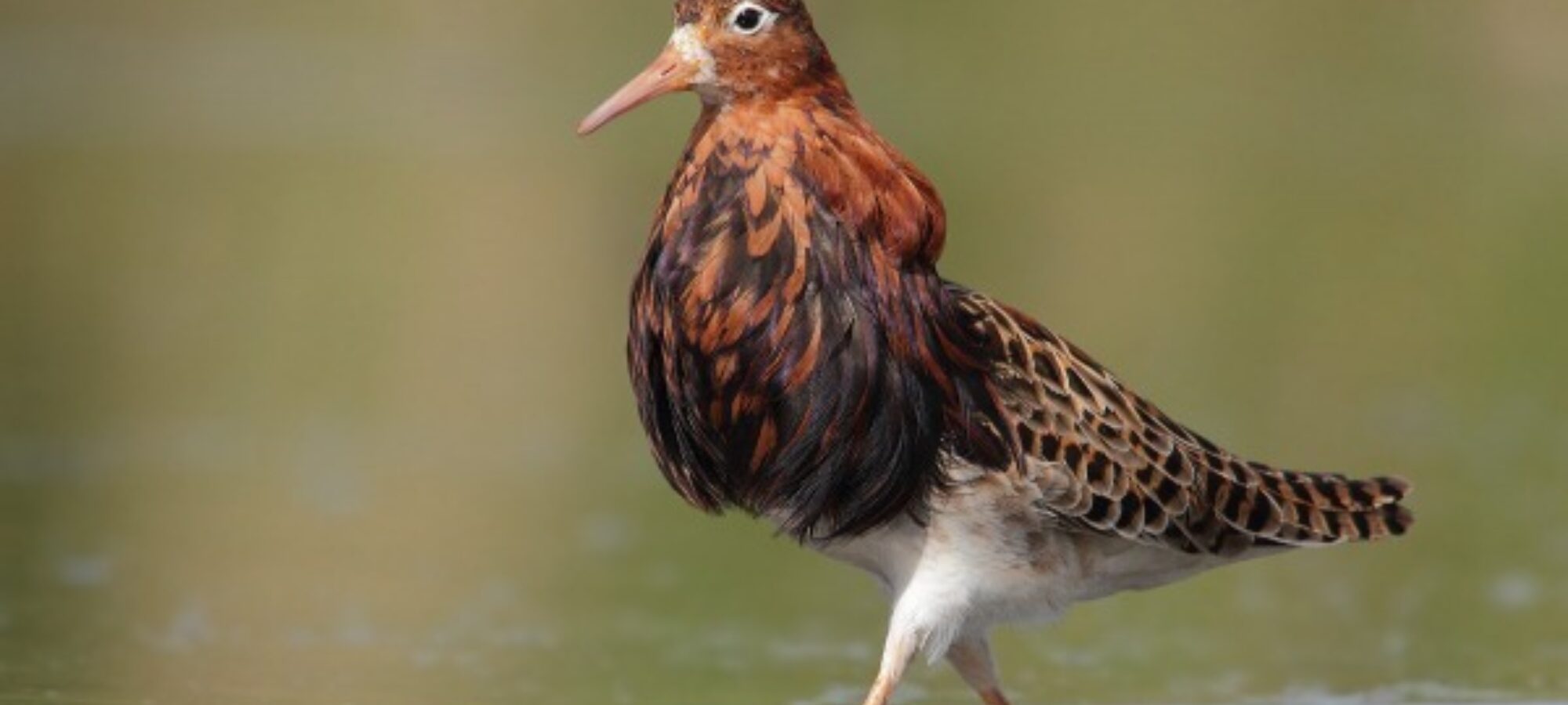 Marche sospesa caccia Pavoncella Moriglione e Combattente LAC Lega Abolizione Caccia