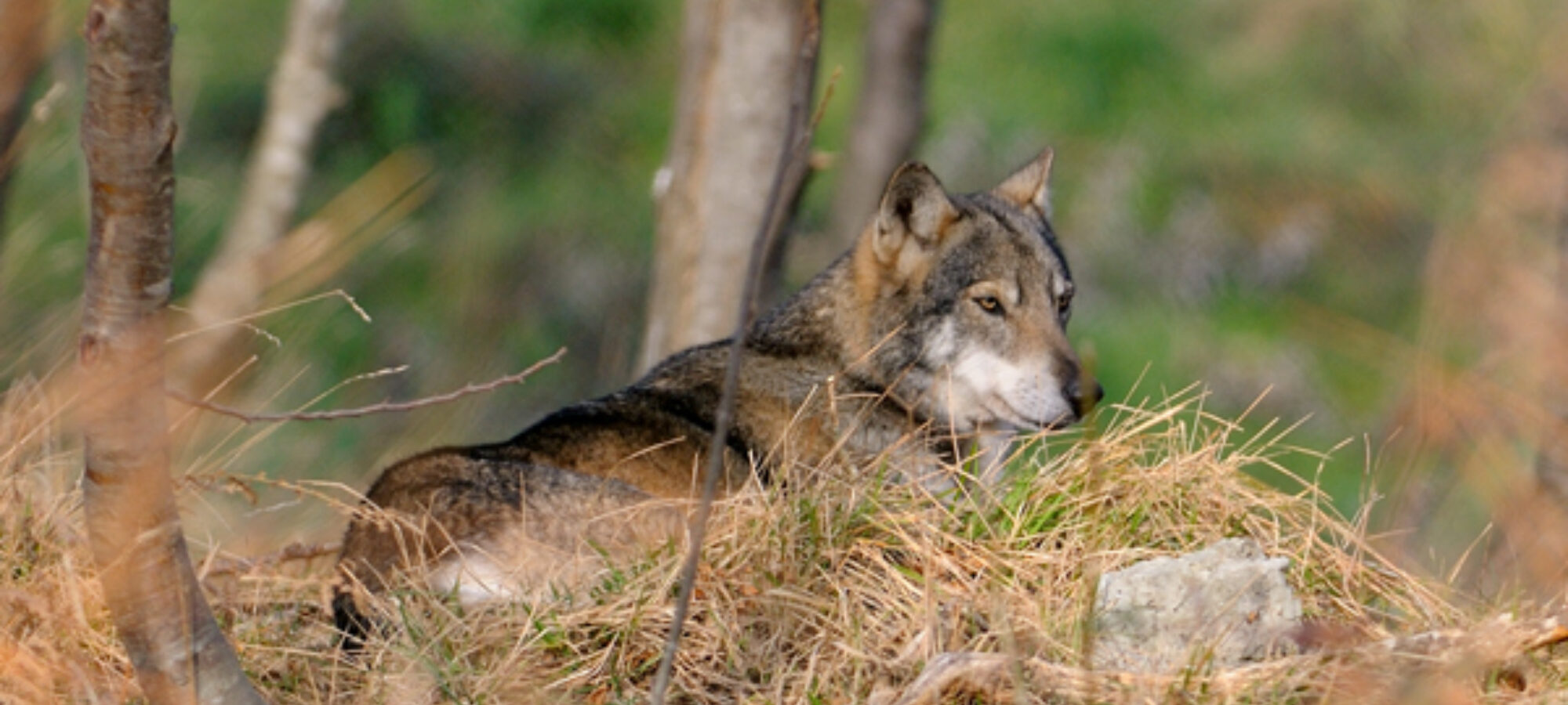 Modifica norma di legittima difesa Giù le mani dai lupi LAC Lega Abolizione Caccia