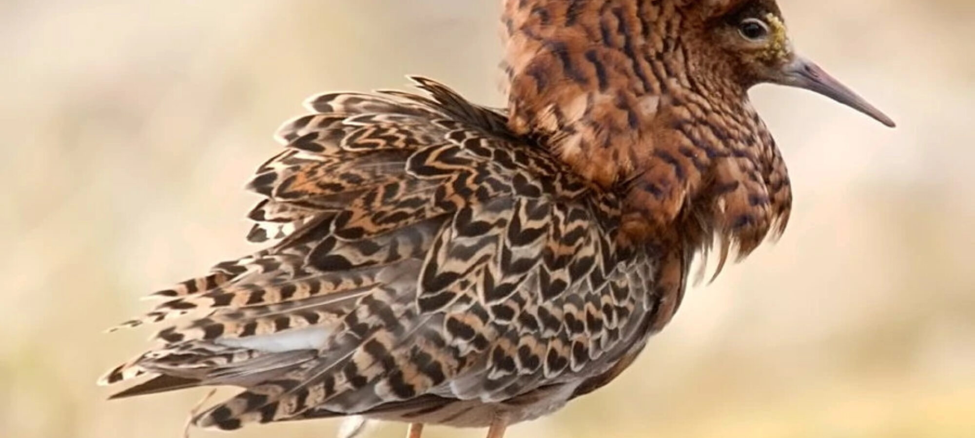Nuova importante vittoria giudiziaria della LAC al TAR Veneto LAC Lega Abolizione Caccia