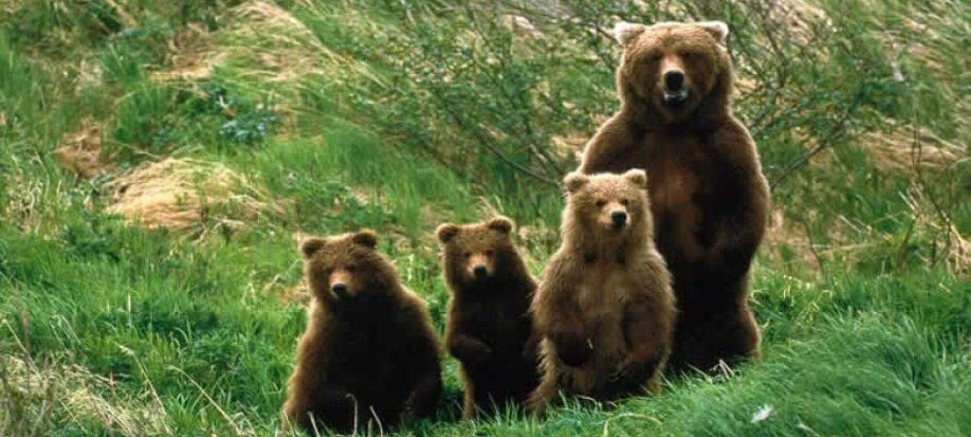 Nuovo stop alla caccia nel versante laziale della Zona di Protezione Esterna del PNALM LAC Lega Abolizione Caccia