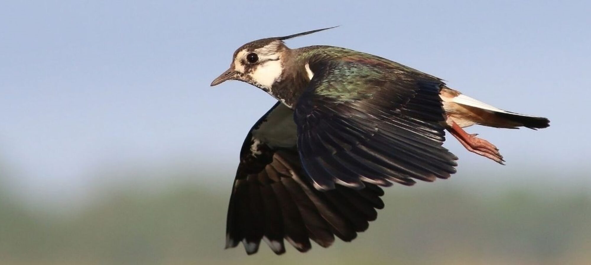 OGGI L APERTURA GENERALE DELLA STAGIONE VENATORIA REGIONI DISASTROSE NELLA GESTIONE DELLA FAUNA SELVATICA LAC Lega Abolizione Caccia