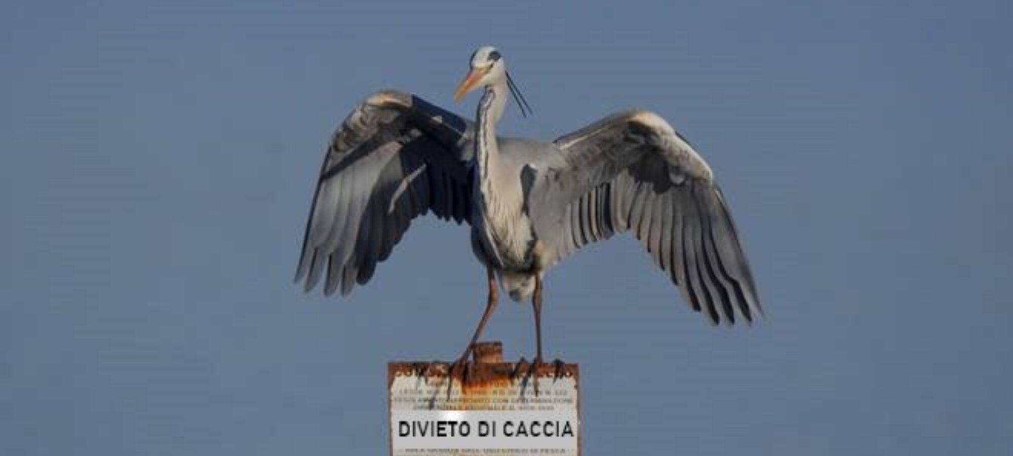 Orbetello In laguna non si può cacciare LAC Lega Abolizione Caccia