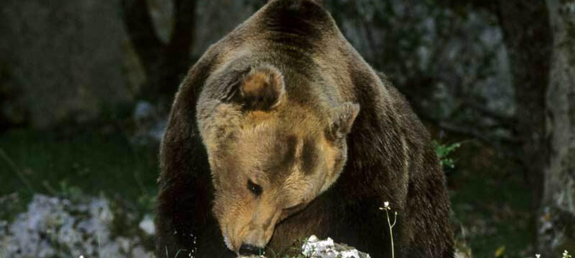 Orso Associazioni a Zingaretti No doppiette vicinanze PNALM LAC Lega Abolizione Caccia