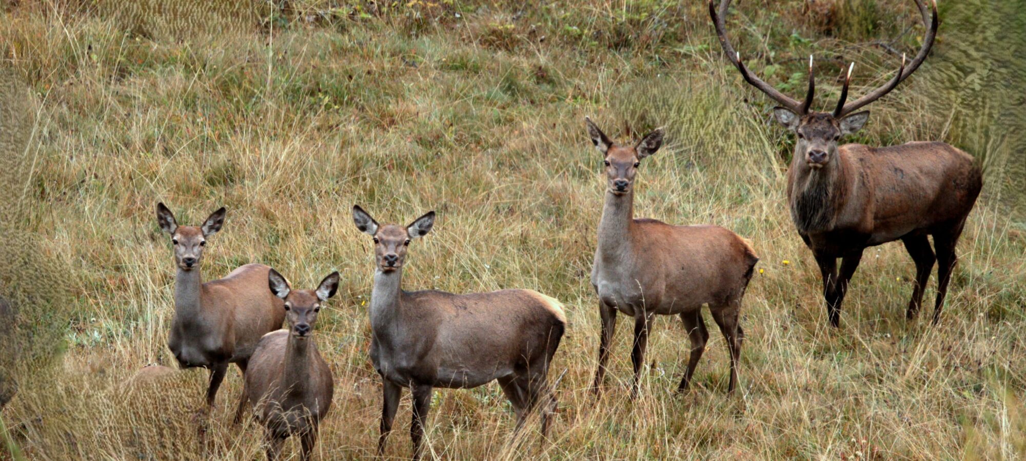 PARCO ORSIERA 2014