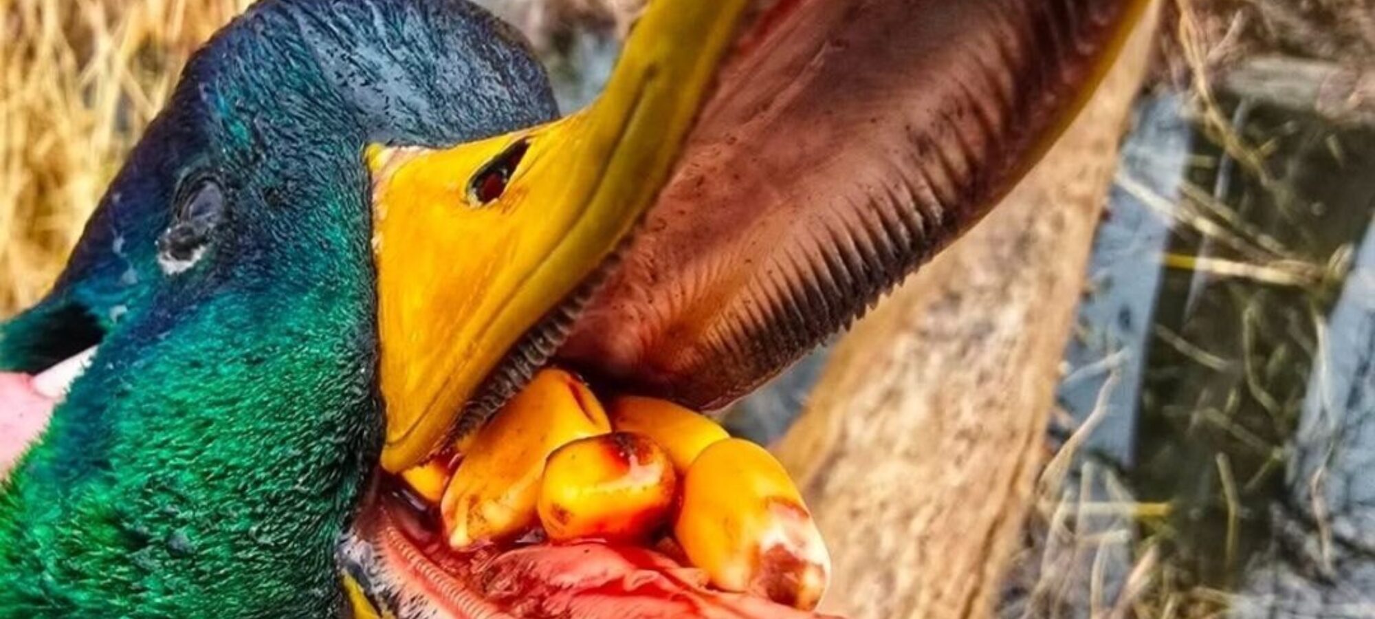 PRIMA TI NUTRO E POI TI SPARO LAC Lega Abolizione Caccia