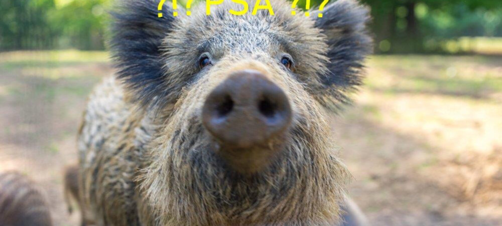 Peste Suina altro pretesto per uccidere cinghiali LAC Lega Abolizione Caccia