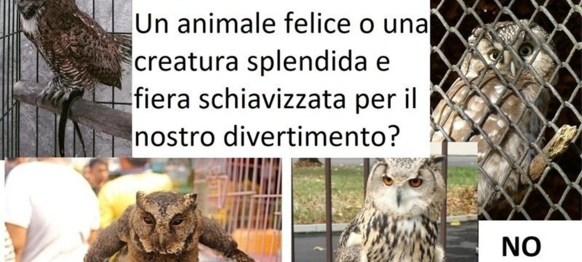Petizione Vietare lutilizzo di rapaci per attirare clienti nei bar LAC Lega Abolizione Caccia