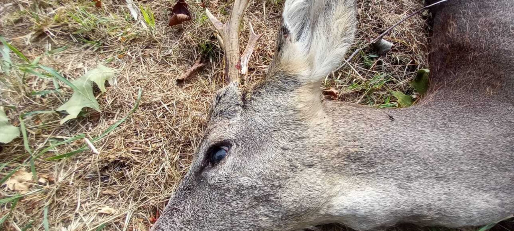 Piano straordinario ammazza tutto per tutti LAC Lega Abolizione Caccia
