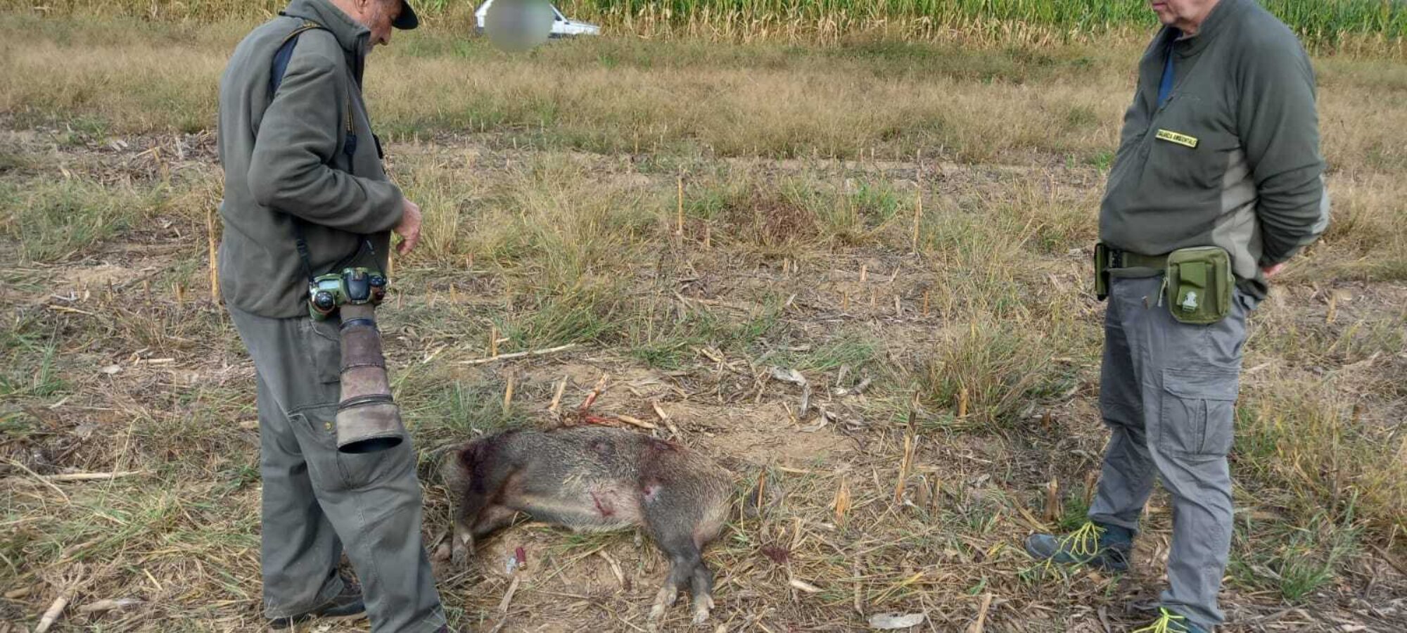 Pinerolo Cacciatore uccide con pallettoni cinghiale denunciato LAC Lega Abolizione Caccia