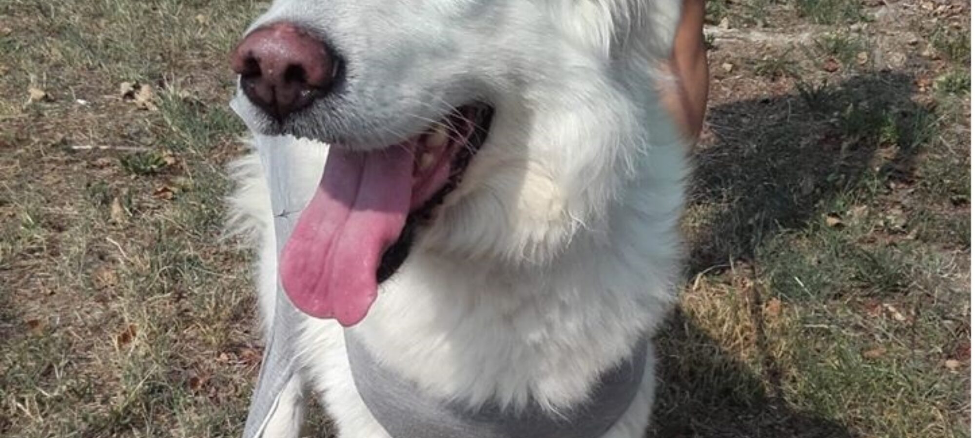 Piove di Sacco PD senza cure e alla catena condanna per maltrattamento LAC Lega Abolizione Caccia