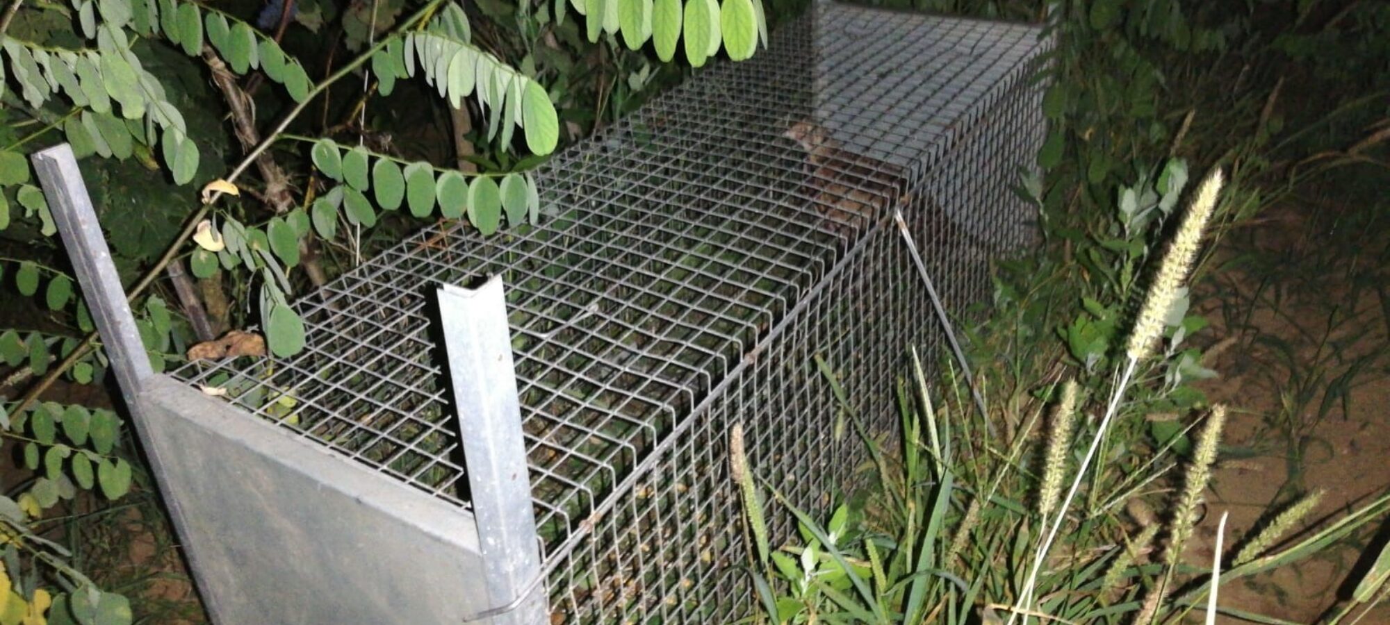 Pisa bracconieri denunciati LAC Lega Abolizione Caccia