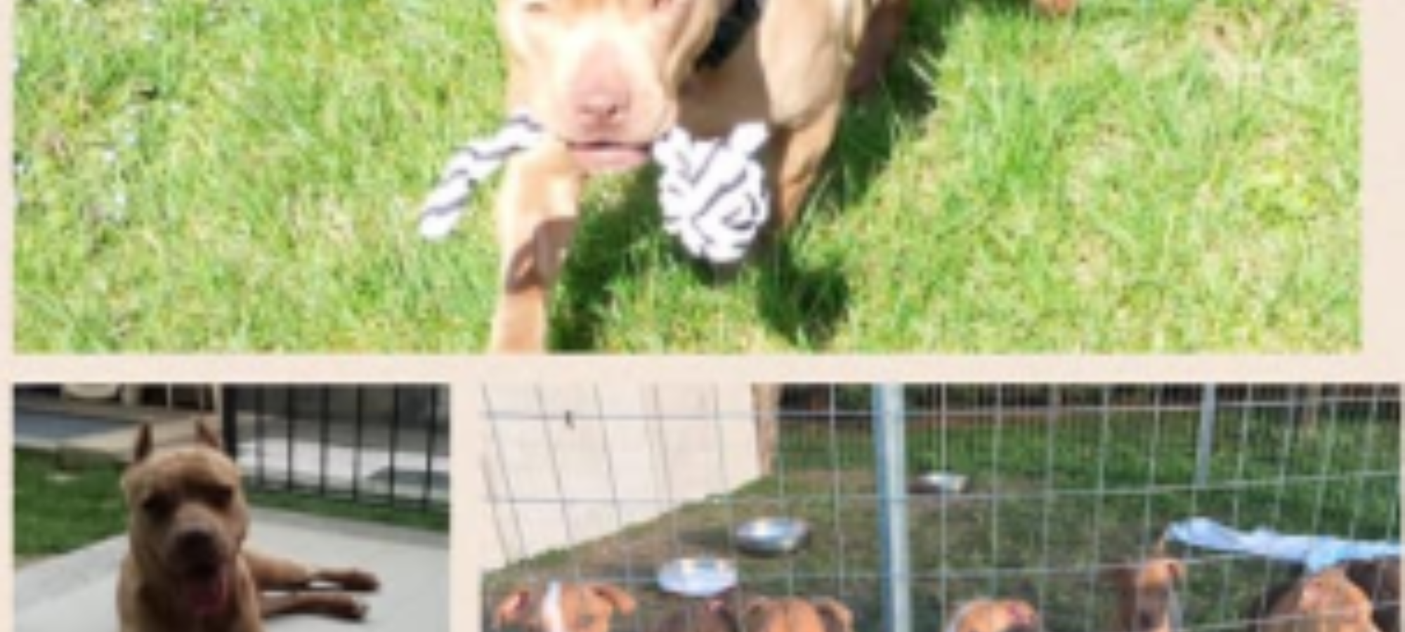 Pontelogno PD Confiscati 11 Pitbull e condannato laguzzino LAC Lega Abolizione Caccia