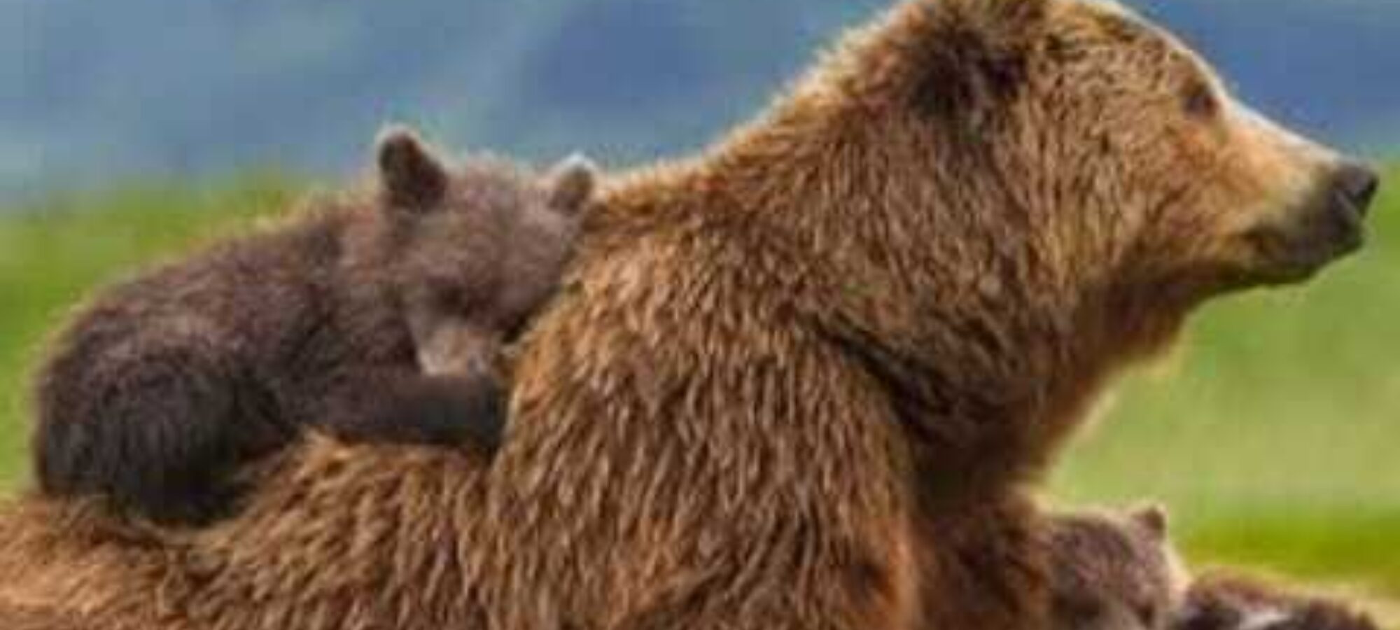 Prima vittoria per JJ4 GAIA e i suoi cuccioli Sospesa lordinanza ammazzaorsa del presidente Fugatti LAC Lega Abolizione Caccia