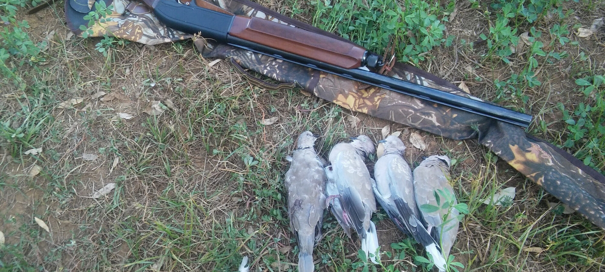 Primi giorni di caccia prime denunce LAC Lega Abolizione Caccia