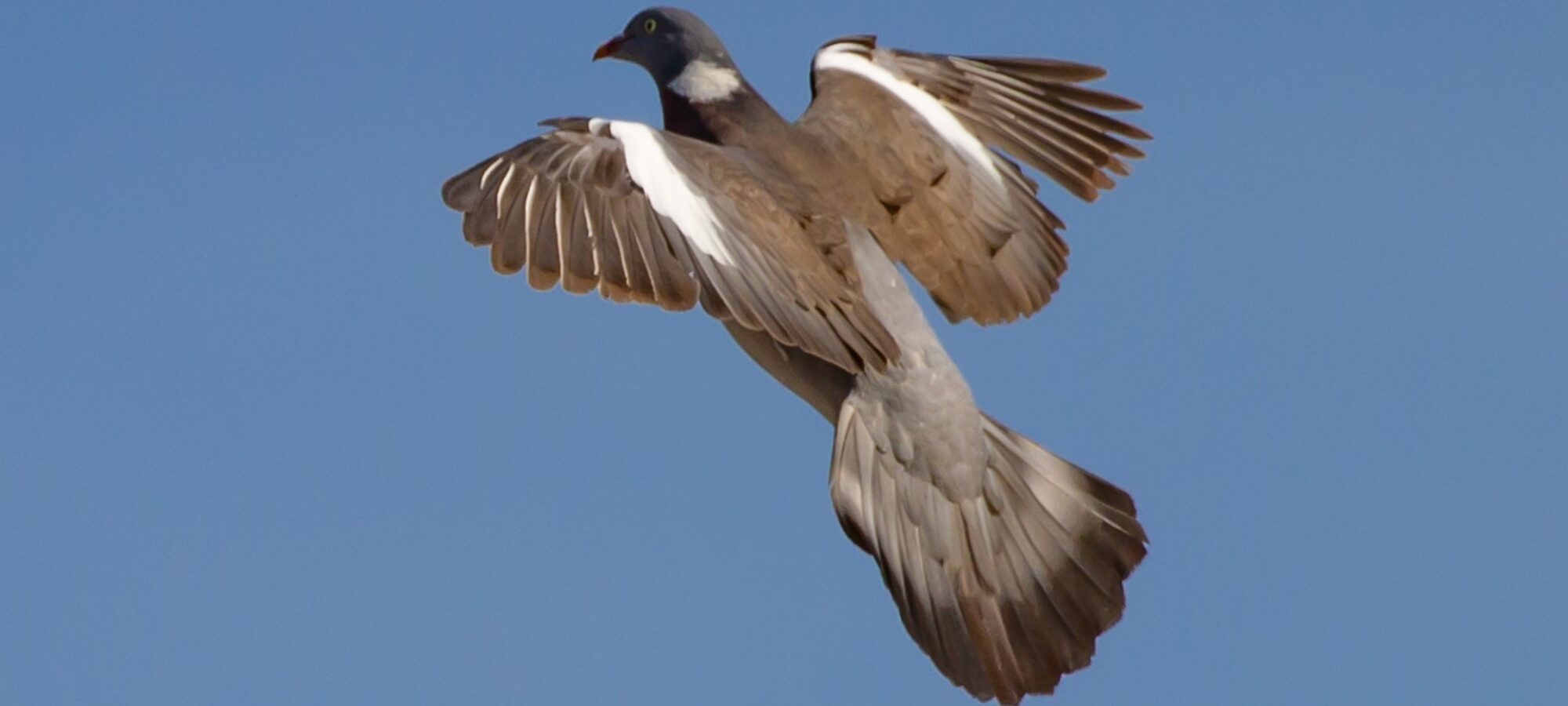 Regione Liguria censurata nuovamente dalla Corte Costituzionale LAC Lega Abolizione Caccia