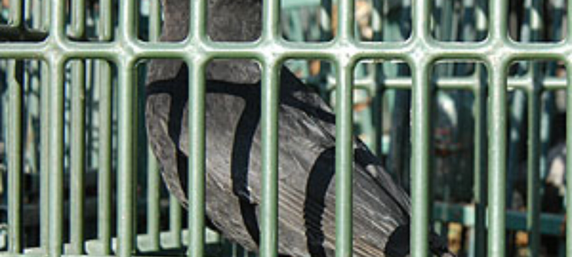 Richiami vivi il Governo diffida la Regione Lombardia Ritirare subito la delibera o sarà annullata LAC Lega Abolizione Caccia