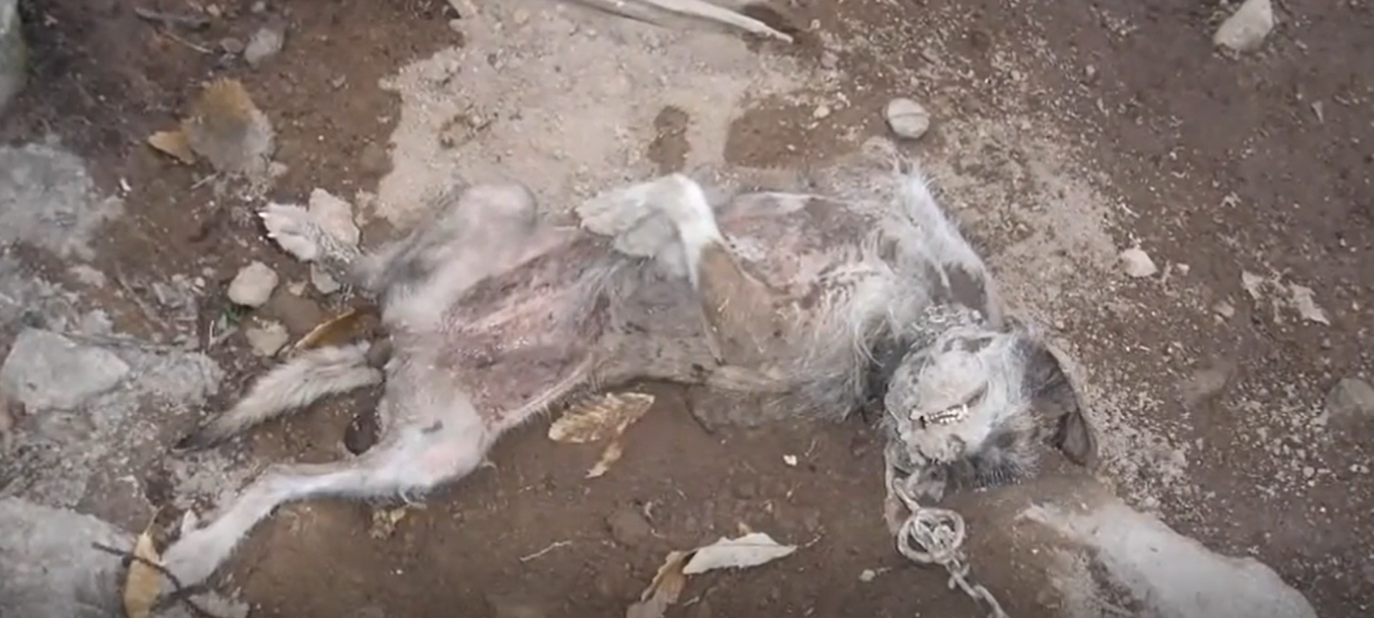 Roccatederighi GR cacciatore condannato LAC Lega Abolizione Caccia