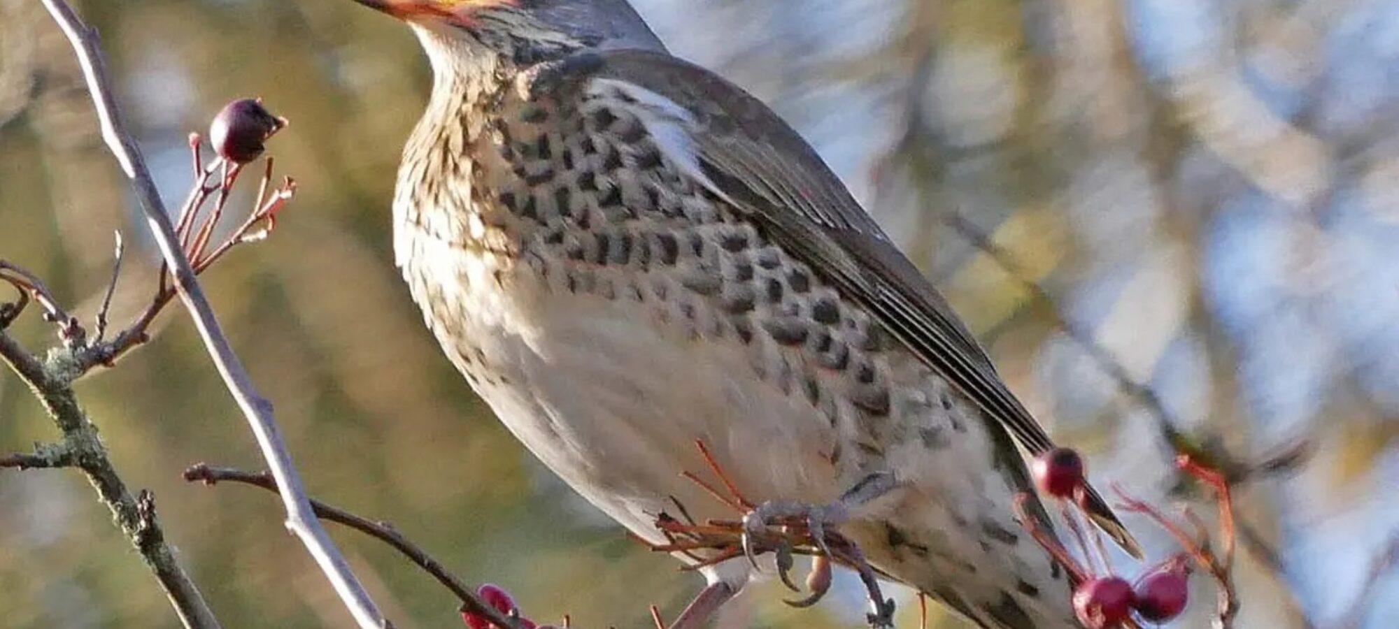 SENTENZA TAR LOMBARDIA ANNULLA ALCUNE PARTI DEL CALENDARIO VENATORIO REGIONALE LAC Lega Abolizione Caccia