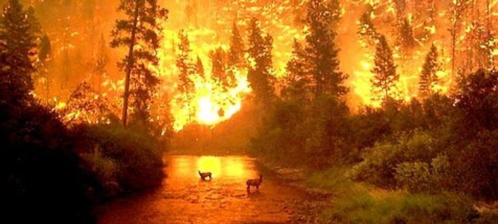 STOP CACCIA PIEMONTE LAC Lega Abolizione Caccia