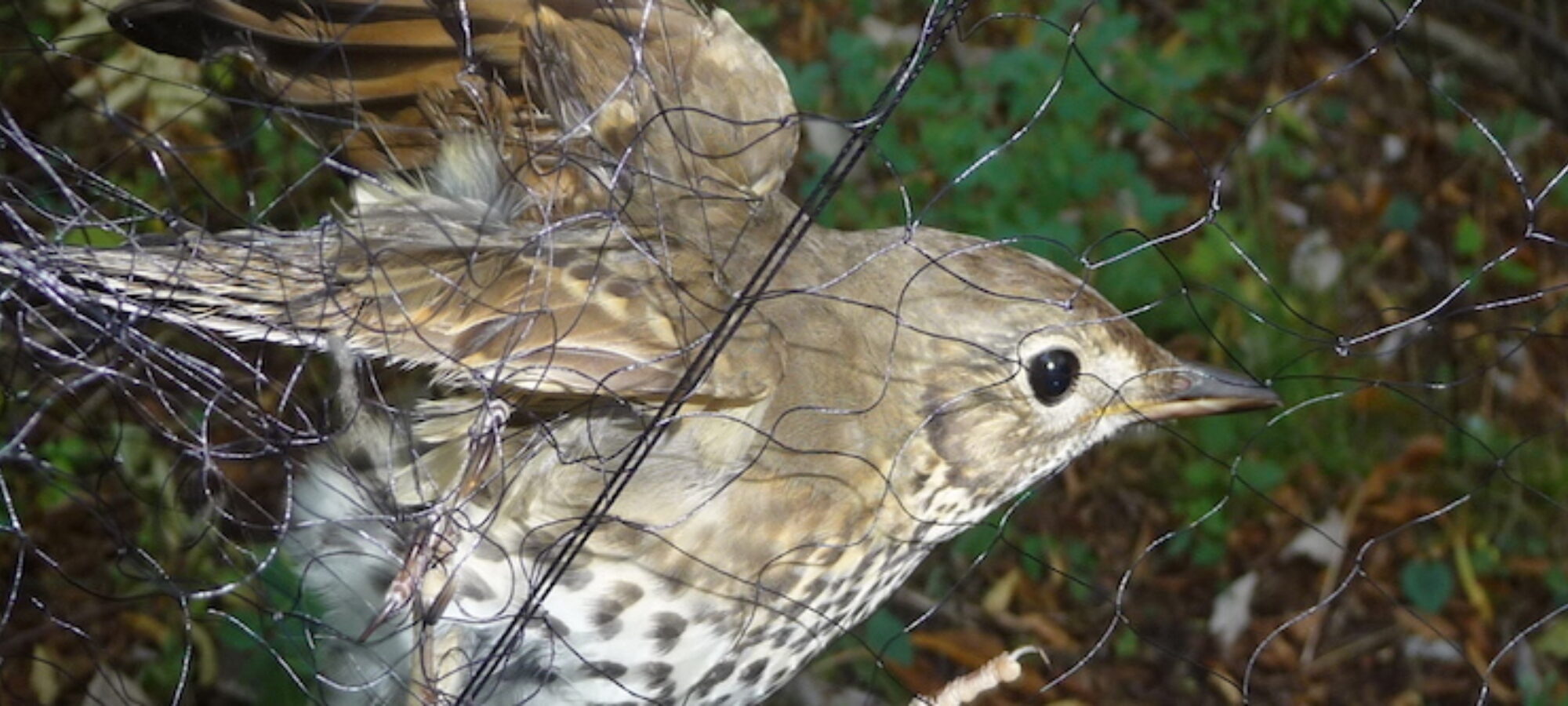 Salva la natura con il tuo 5x1000 LAC Lega Abolizione Caccia