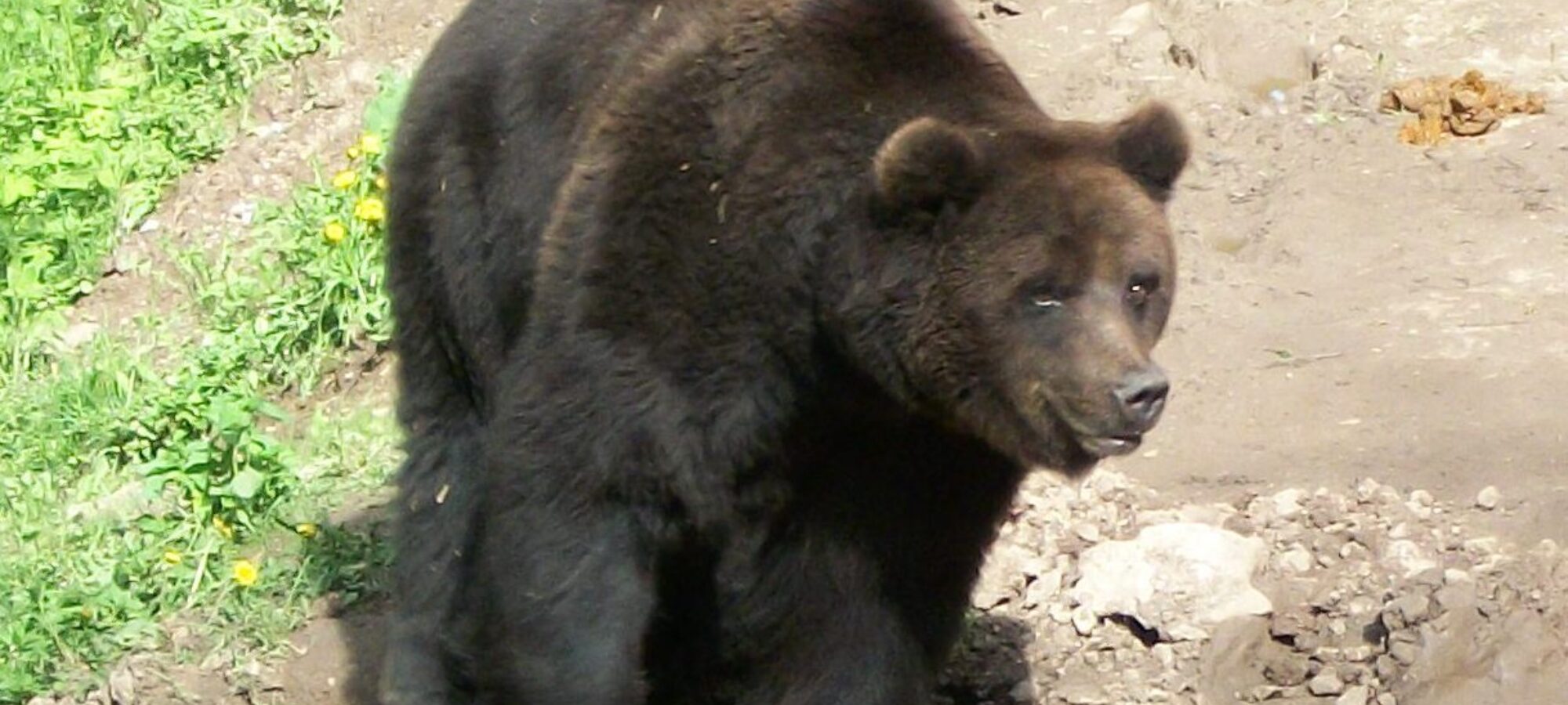 Salviamo mamma orsa KJ2 LAC Lega Abolizione Caccia