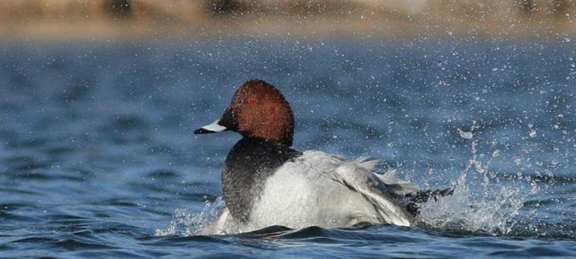 Sardegna Il T A R impallina il calendario venatorio regionale sardo e fissa udienza al 5 ottobre 2022 LAC Lega Abolizione Caccia