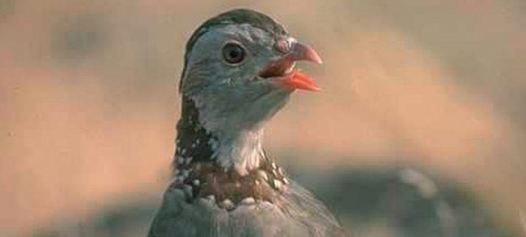 Sardegna stop alla caccia a Pernice sarda e Lepre sarda LAC Lega Abolizione Caccia