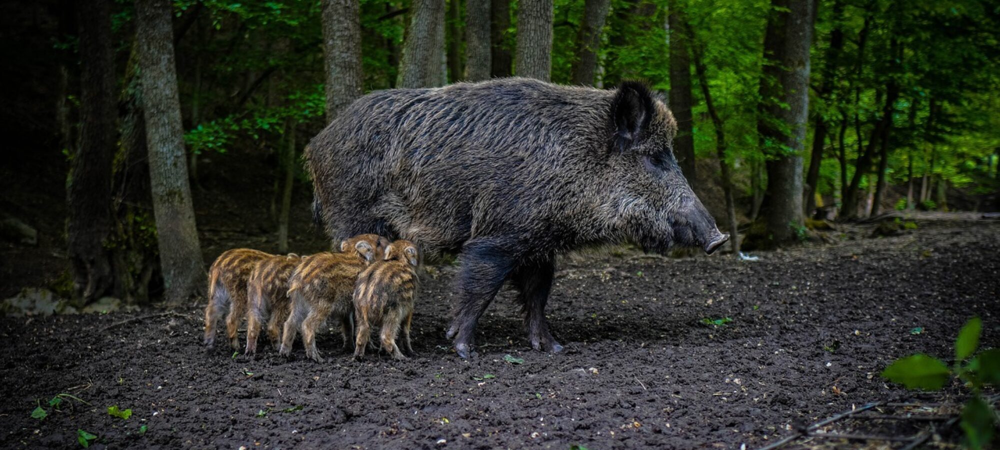 Specie Cinghiale relazione tecnica scientifica presentata alla Camera LAC Lega Abolizione Caccia