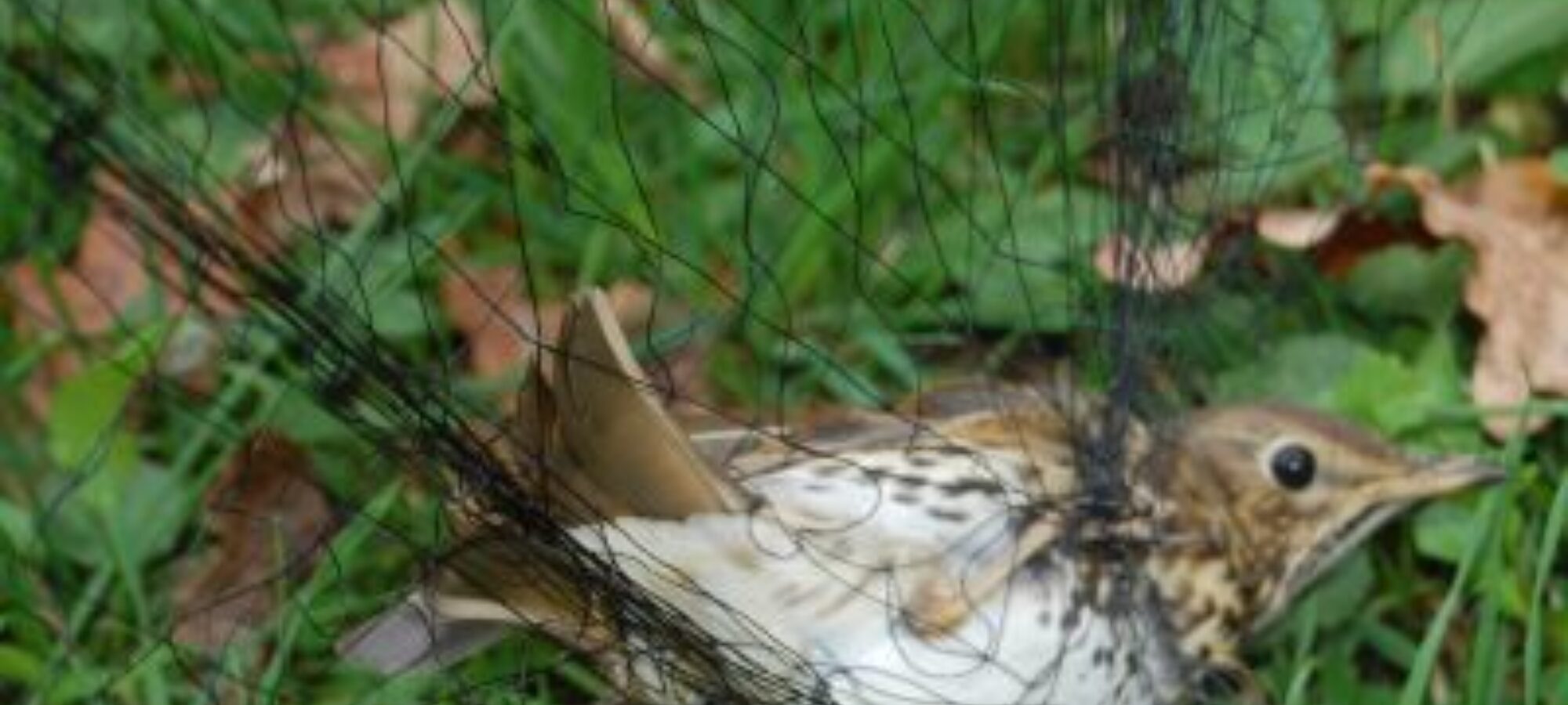 TAR LOMBARDIA CONFERMA LA SOSPENSIONE DEI ROCCOLI PER LA CATTURA DI 12 700 UCCELLI DA DESTINARE A RICHIAMI VIVI LAC Lega Abolizione Caccia