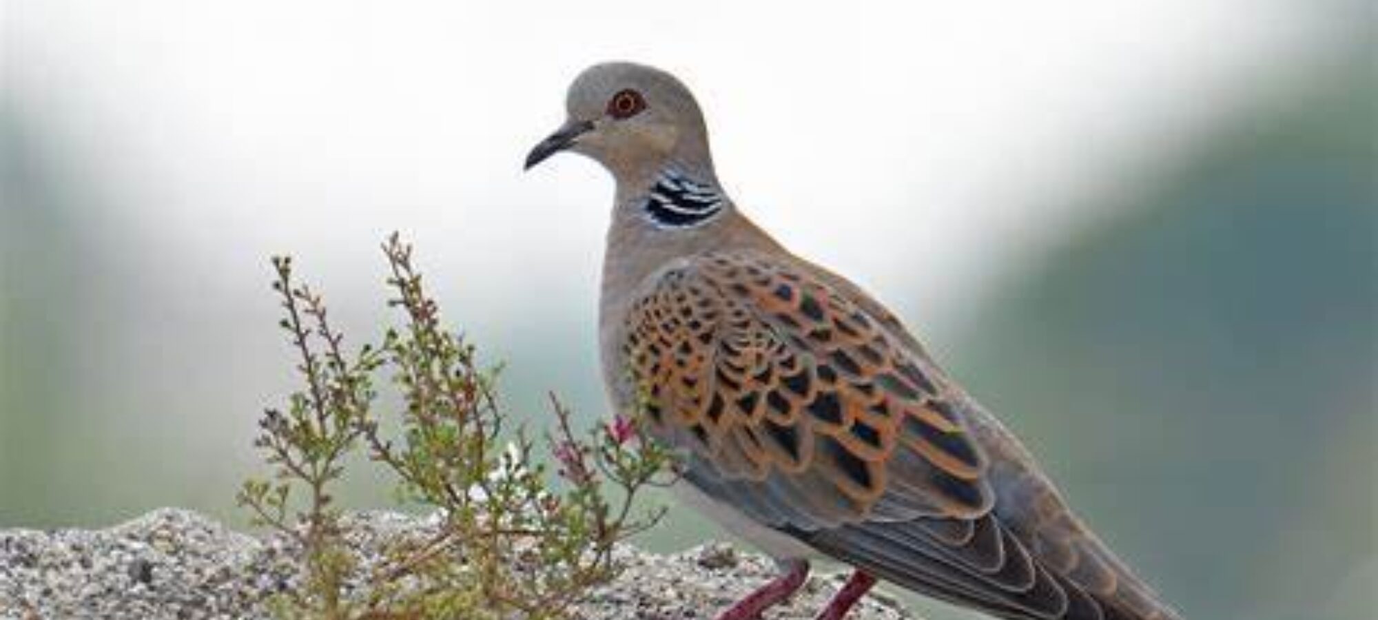 TAR Marche dà ragione a nostro ricorso LAC Lega Abolizione Caccia