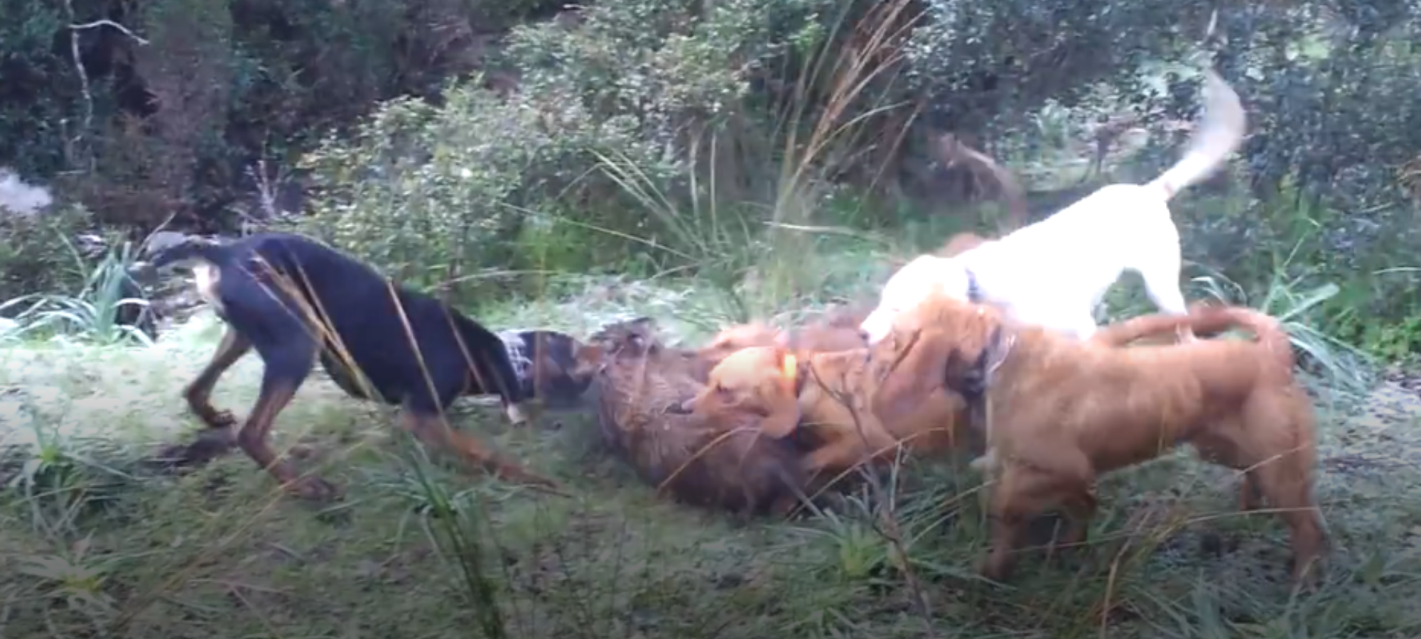 TAR Toscana Sospesa caccia al cinghiale in braccata LAC Lega Abolizione Caccia