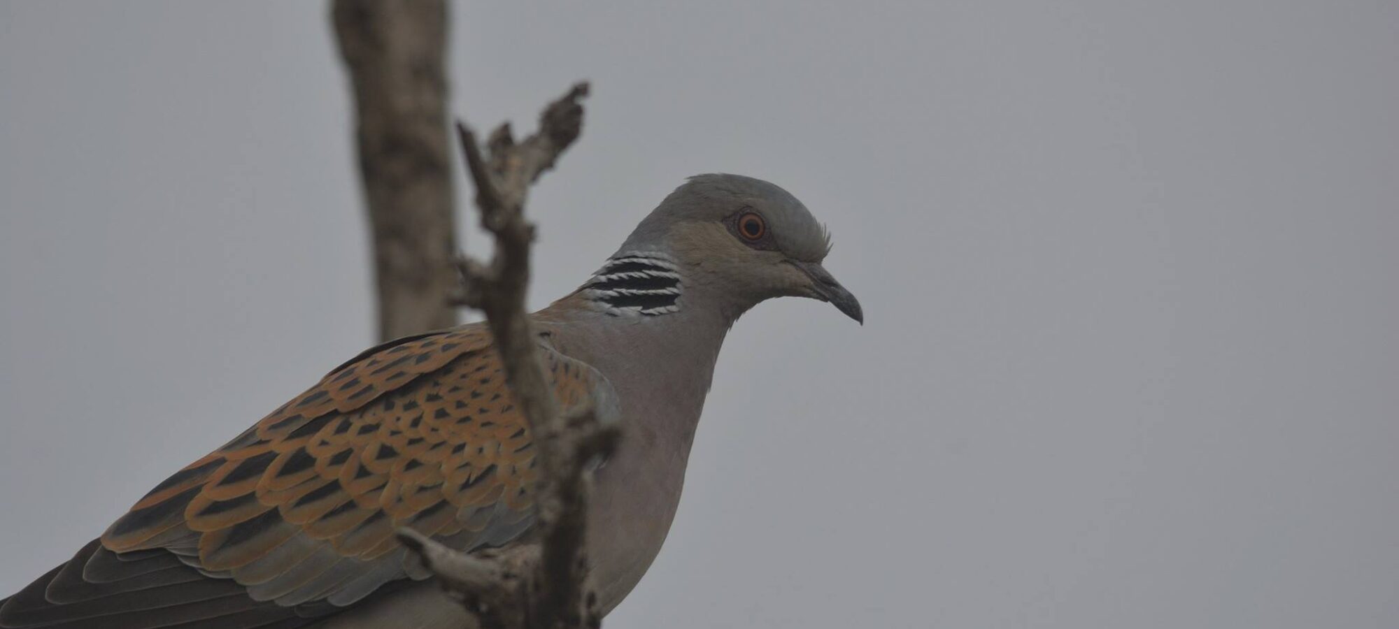 Tortora Selvatica Conferenza Stato Regioni per la sua protezione LAC Lega Abolizione Caccia