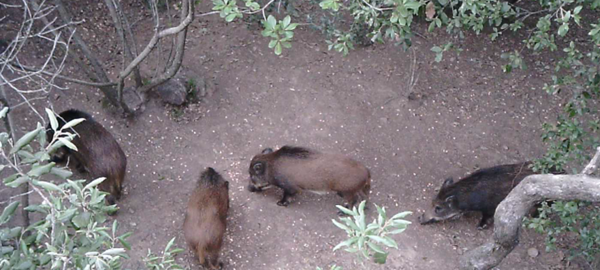 Toscana Altri cacciatori denunciati per foraggiamento cinghiali LAC Lega Abolizione Caccia