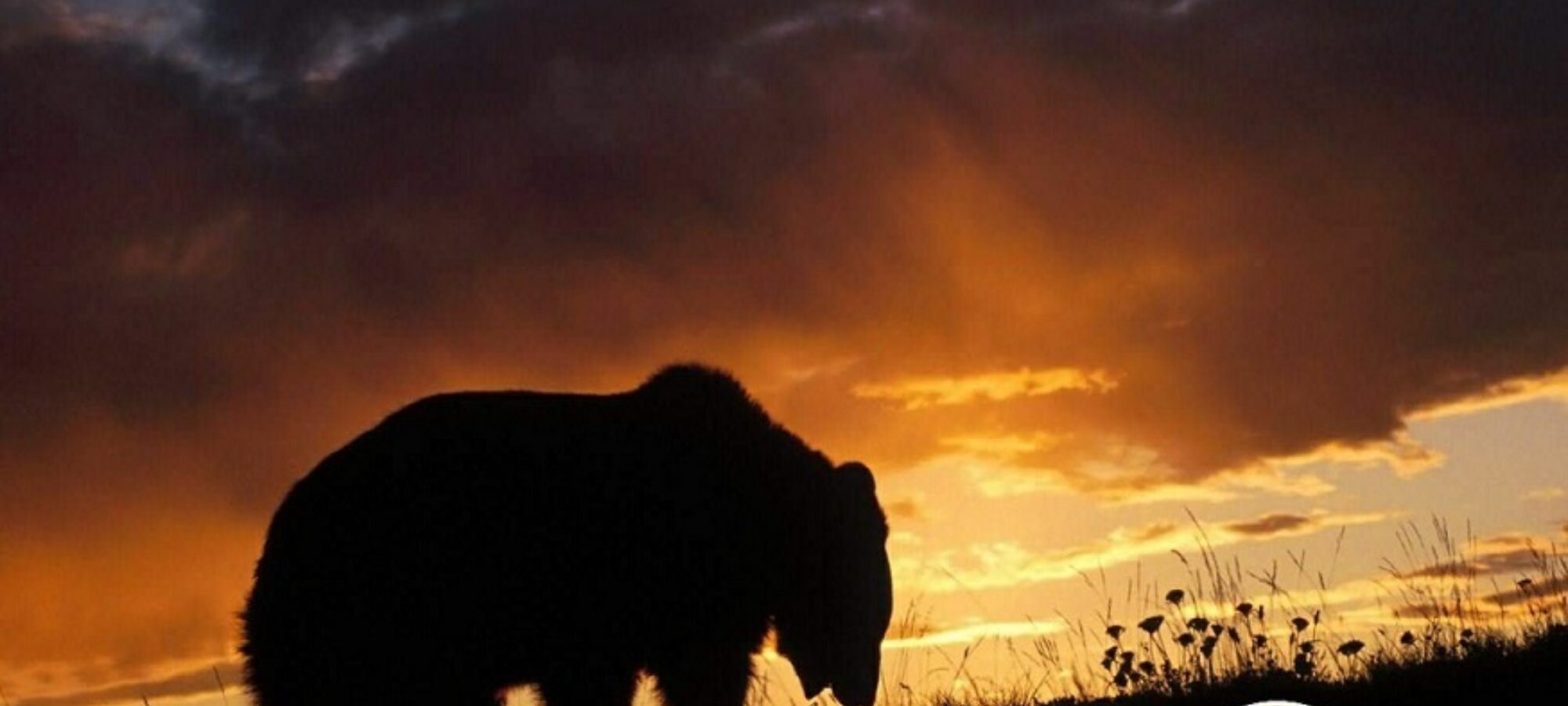 Trento Associazioni Animaliste diffidano la Provincia LAC Lega Abolizione Caccia