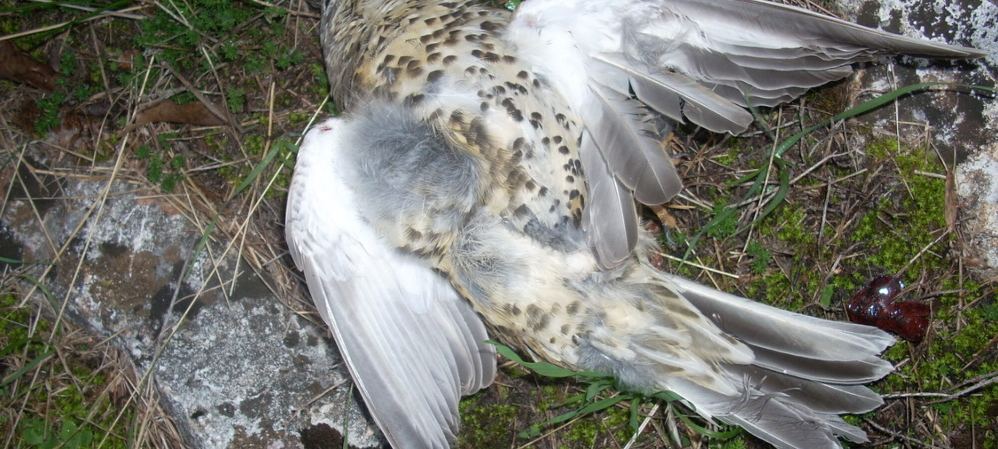 Tutela della fauna Vertice di Maggioranza sul collegato ambientale LAC Lega Abolizione Caccia