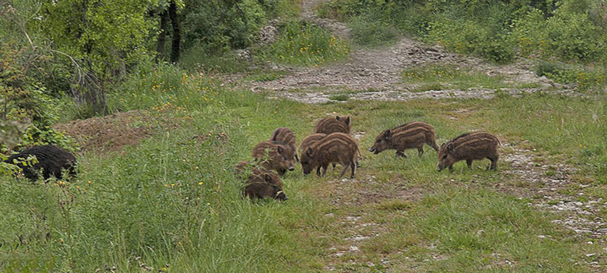UN ENNESIMO REGALO DI REGIONE LOMBARDIA ALLA LOBBY DELLA CACCIA LAC Lega Abolizione Caccia