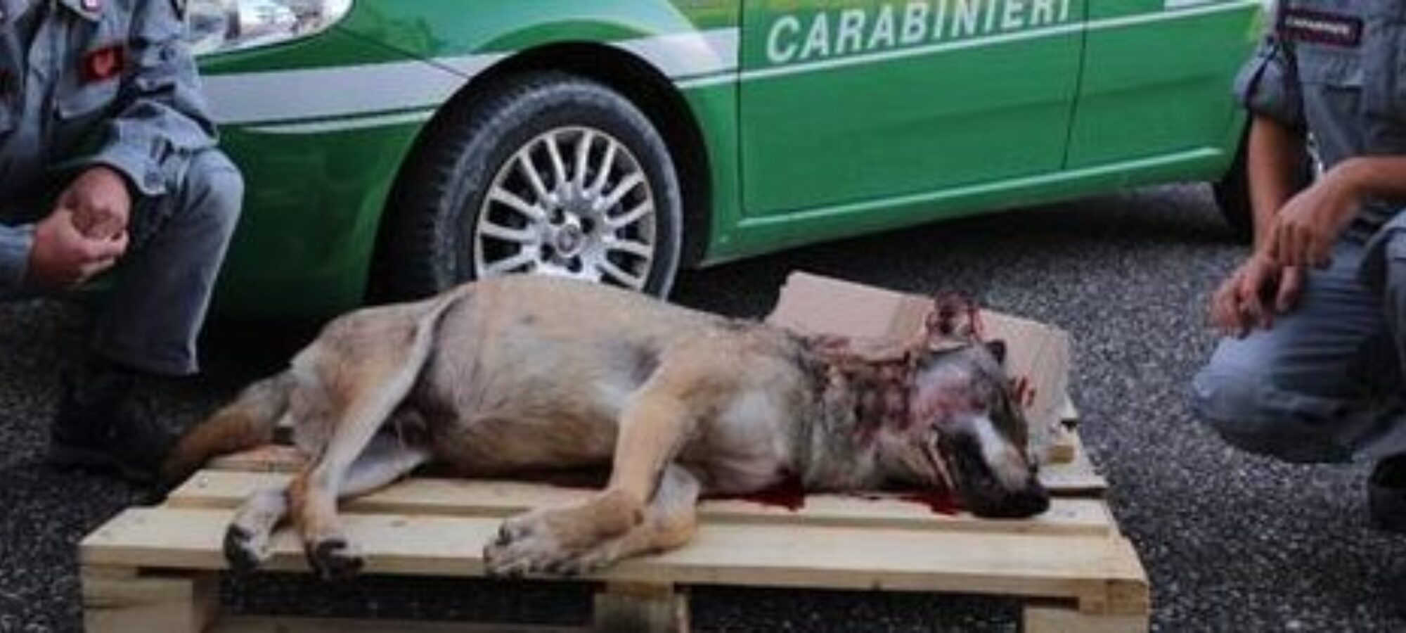 Ucciso un lupo LAC Lega Abolizione Caccia