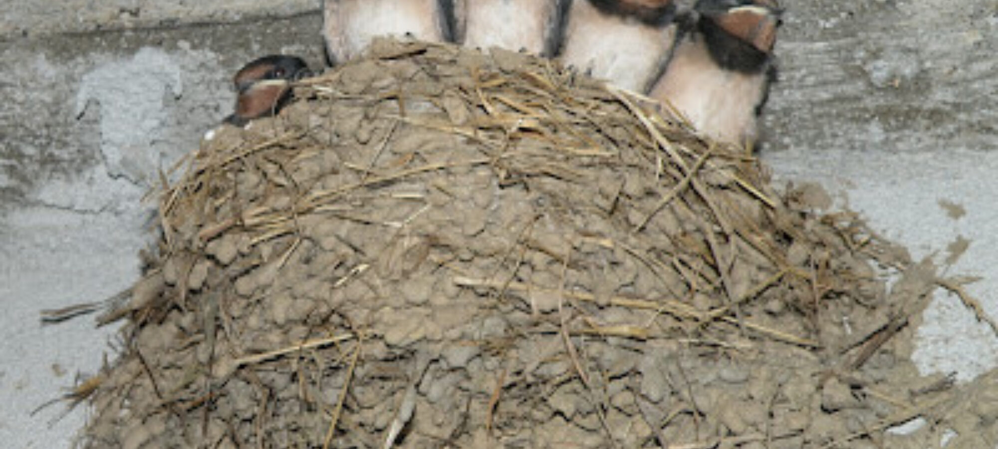 Una giornata per la Natura LAC Lega Abolizione Caccia